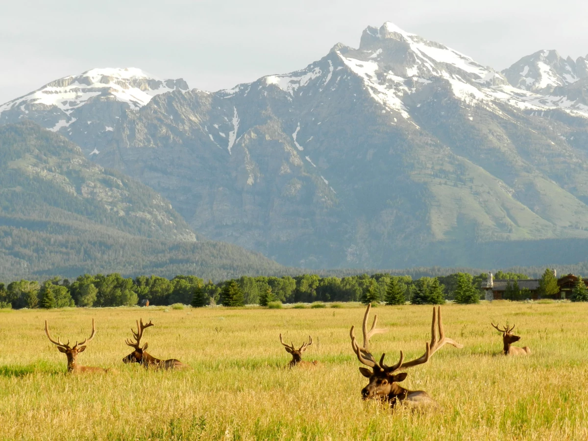 Tips for Grizzly Safety