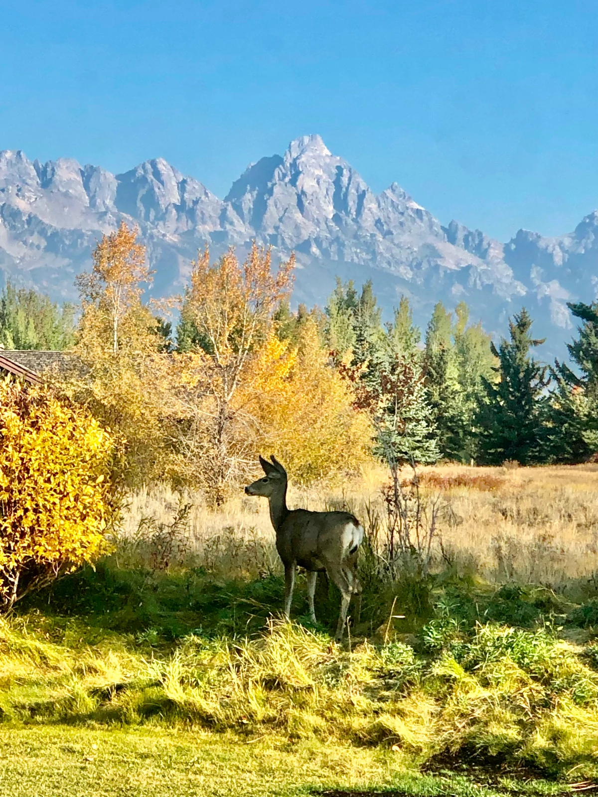 Tips for Grizzly Safety